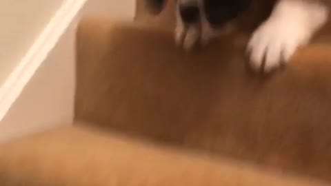 Saint bernard brown puppy going down staircase