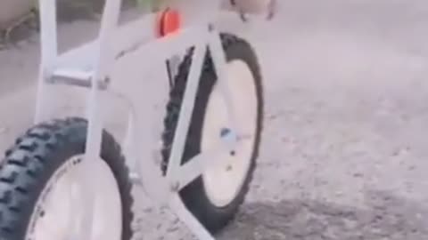 Amazing Lovebird who is so agile riding his toy bicycle