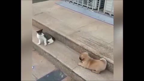 Funny Cat and Dog😂