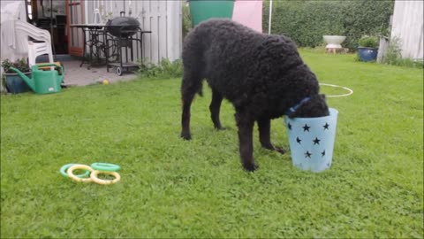 Dog tricks by Balto the Curly Coated Retriver very smart dog knows curl everybody