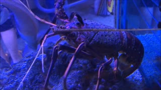 Western Rock Lobster