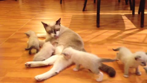 A nursing mother cat with kittens on the house floor