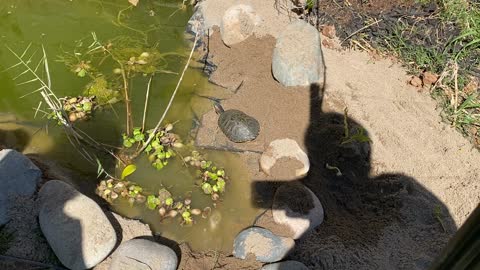 My turtle sun bathing near my pond