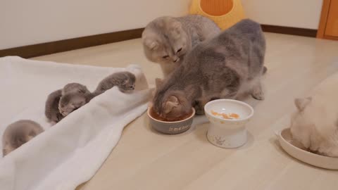 The kittens were so cute that they couldn_t help but worry about their mother_s food