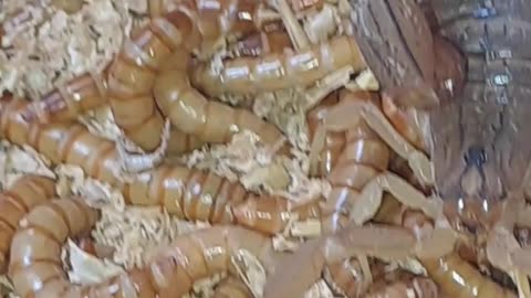 Scorpion VS Mealworm