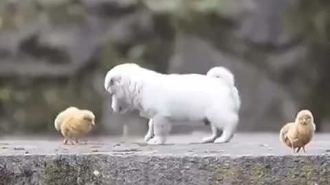 Puppy Plays with Baby Chicks