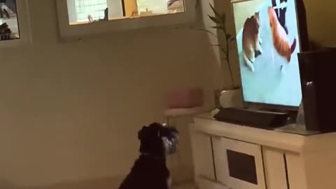 Dog watching cutest animals