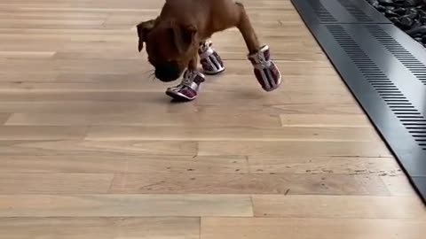 Dog and it's new shoes.