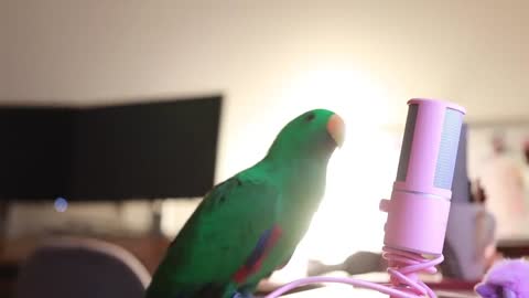 Bird Whispers Into Microphone for 5 Minutes (a video to make you smile)