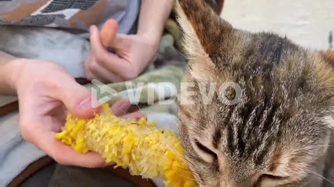 Funny kitty eating a corncob