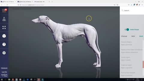 Canine surface anatomy - 3D Veterinary Anatomy & Learning IVALA®