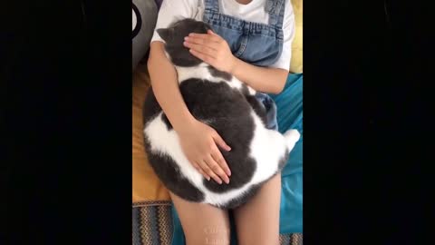 Cute TikTok Pets cats and dogs