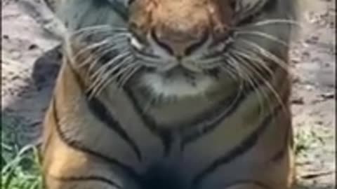 Tiger meow