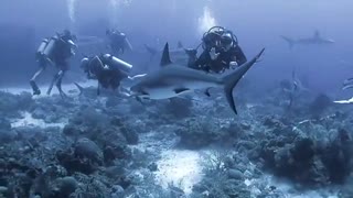 Expert Divers Play With Friendly Sharks & Dolphins Under water