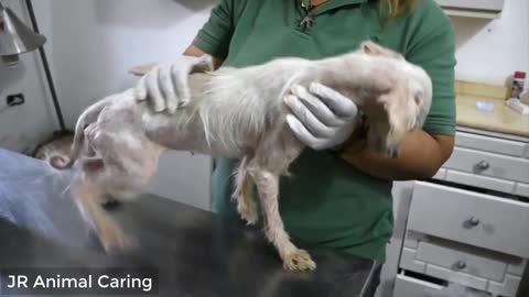 Amazing transformation of sick dog rescue dog before and after