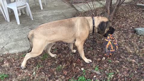 English Mastiff taking a LONG Pee beak in the middle of play time