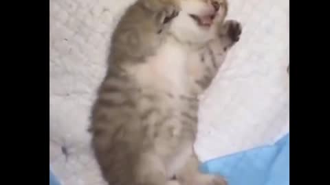 Cats sleeping funniest video
