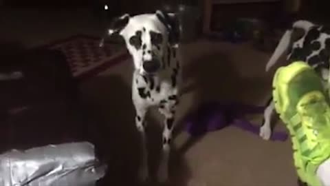 Dalmatian puppy falls asleep while standing up