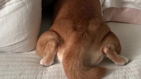 Hide-N-Seek A Chihuahua