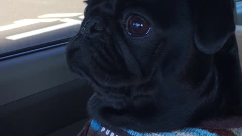 Impatiently pug