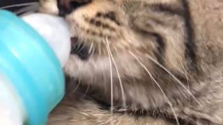 Hungry Kitten Wants the Whole Bottle of Milk