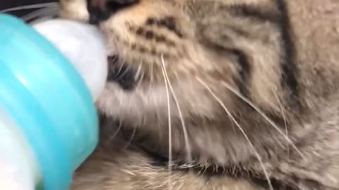 Hungry Kitten Wants the Whole Bottle of Milk