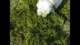 Puppy who loves grass