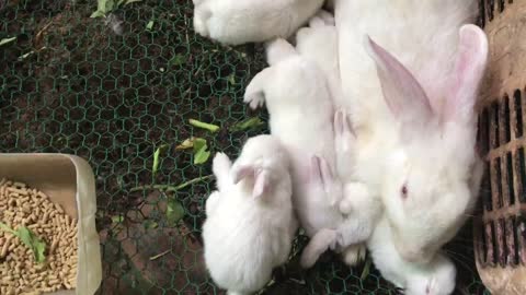 Mother Carefully rabbits baby