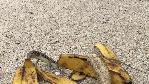 SUPER CUTE LIZARD EATING FRUIT ON BEACH!!