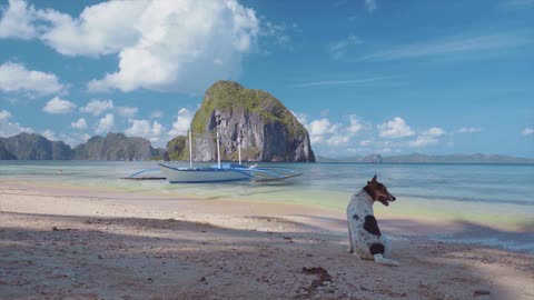 This Adorable Puppy Enjoys The Scene Of The Sea And Blue Sky!