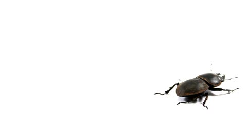 Cool beetle