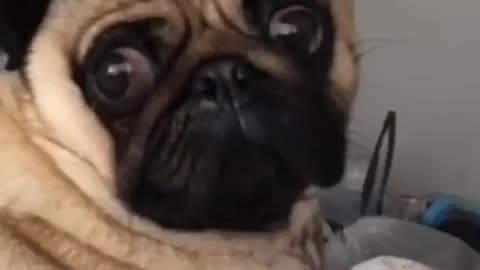 Dramático pug hace una cara épica para la cámara