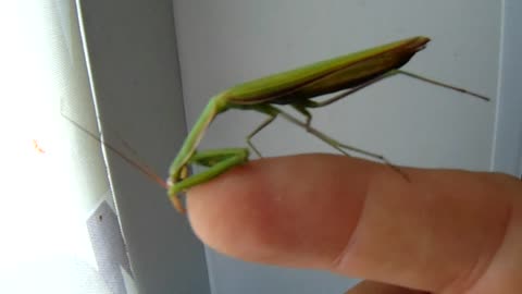 Praying Mantis vs Man