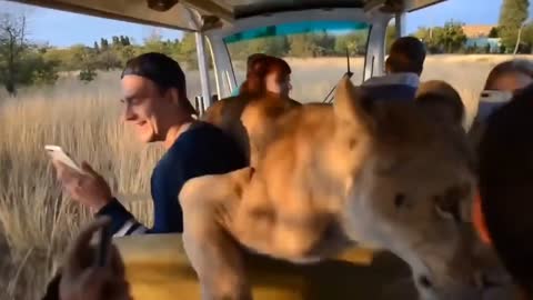 Big friendly lioness hitches a ride with tourists. Only White People can do This