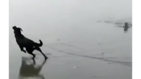 He was chased by a sea puppy at the beach