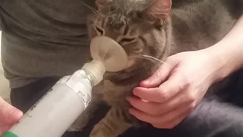 Owner Demonstrates How Kitty Asthmatic Treatment Is Performed