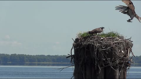 Isolated birds