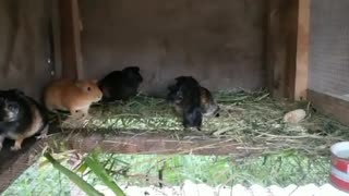 Guinea pigs