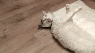 Cone Collar Stops Kitty From Cleaning Himself