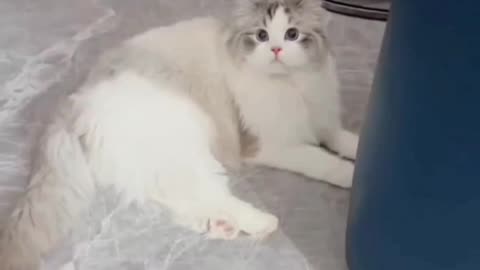 Cute Cat video and Fanny Cat video