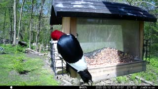 Hickory Creek - Red Headed Woodpecker 2