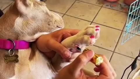 Pit Bull Puppy Gets a Manicure