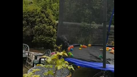 Rio the Leaping Lurcher Loves Her Trampoline