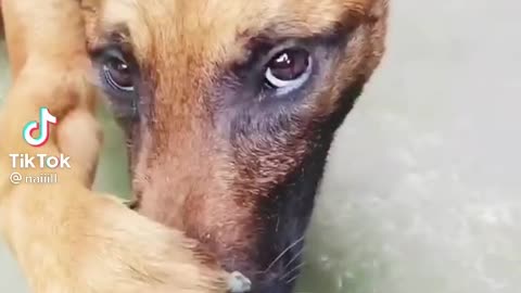Funny Dog 🐕 movement with owner