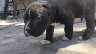 adorable rolly polly puppy