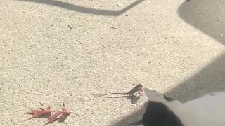 Lazy Cat Plays with Lizard