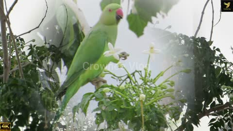 Parrot taking Nectar | Perched Flying away | Natural Bird Sound |