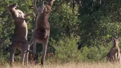 Ozzy Man Reviews Kangaroos/Funny Documentary