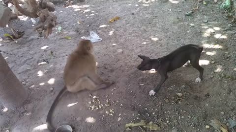 Monkey vs Dog