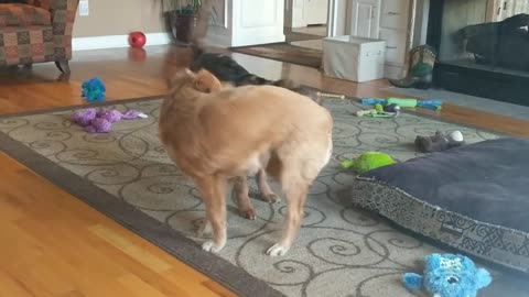 Two Dogs Play Fighting (Playing Rough)